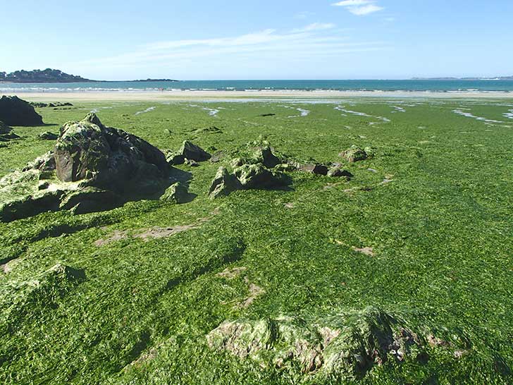 Les algues vertes sur les plages : Dangers et origines - Terre Futur